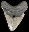 Bargain Megalodon Tooth - North Carolina #38697-1